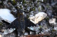 Hemipenthes morio