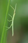 Clonopsis gallica