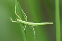 Clonopsis gallica