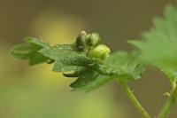 Dasineura urticae