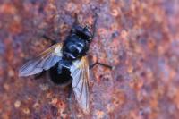 Mesembrina meridiana