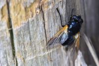 Mesembrina meridiana