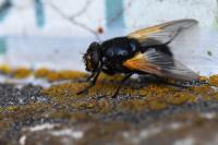 Mesembrina meridiana