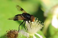 Volucella pellucens