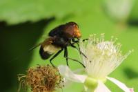 Volucella pellucens