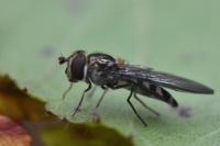 Meliscaeva auricollis