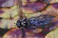 Meliscaeva auricollis