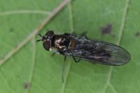 Meliscaeva auricollis