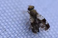 Tephritis formosa