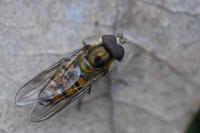 Episyrphus balteatus