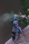 Tephritis neesii