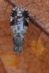Tephritis neesii