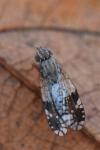 Tephritis neesii
