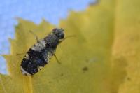 Tephritis formosa