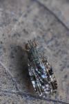 Tephritis vespertina