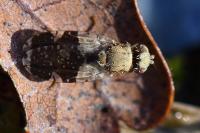 Tephritis formosa