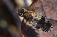 Tephritis neesii