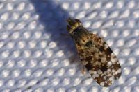 Tephritis vespertina