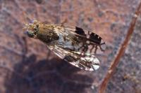 Tephritis neesii