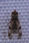 Tephritis vespertina