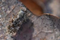 Tephritis vespertina