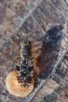 Tephritis vespertina