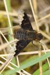 Hemipenthes morio