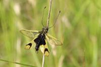 Libelloides longicornis
