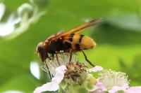 Volucella zonaria