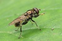 Chalcosyrphus nemorum