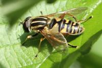 Helophilus pendulus
