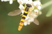 Sphaerophoria scripta