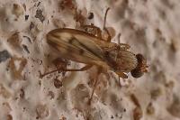 Opomyza germinationis