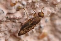 Opomyza germinationis