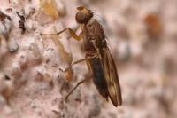 Opomyza germinationis