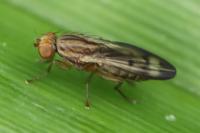 Opomyza petrei