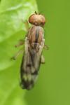 Opomyza petrei