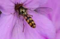 Meliscaeva auricollis