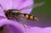 Meliscaeva auricollis