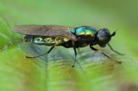 Chloromyia formosa