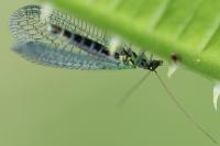 Chrysopa perla