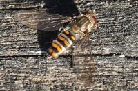 Episyrphus balteatus