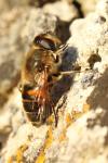 Eristalis tenax