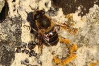 Eristalis tenax