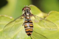Episyrphus balteatus