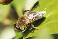 Eristalis tenax