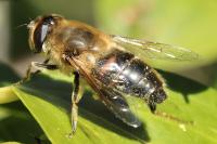 Eristalis tenax