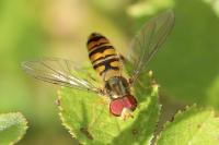 Episyrphus balteatus