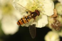 Episyrphus balteatus