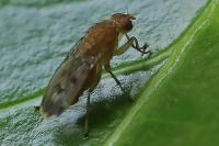 Suillia variegata